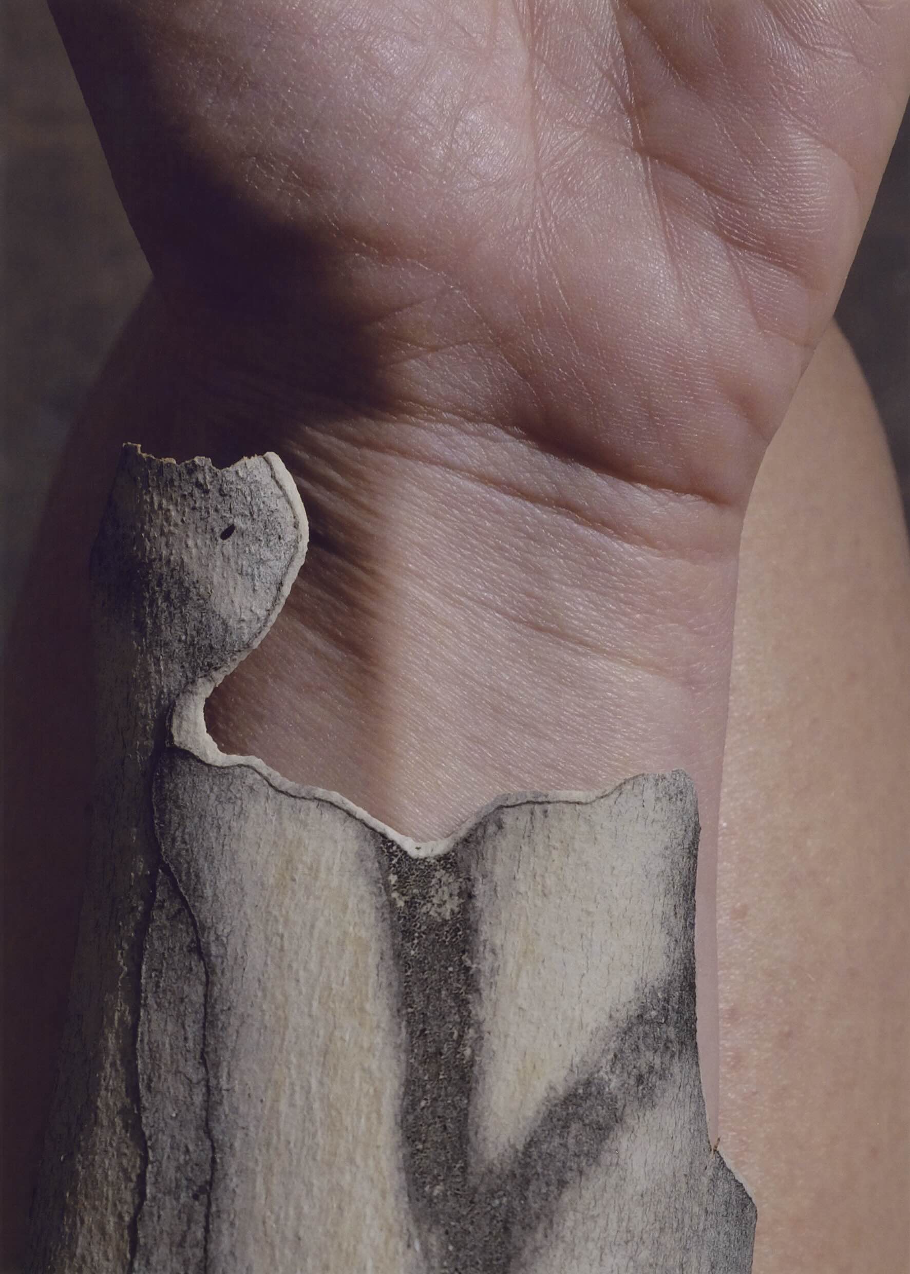 Zeynep Kayan, Bütün Gün Ağaçlarda Kabuk