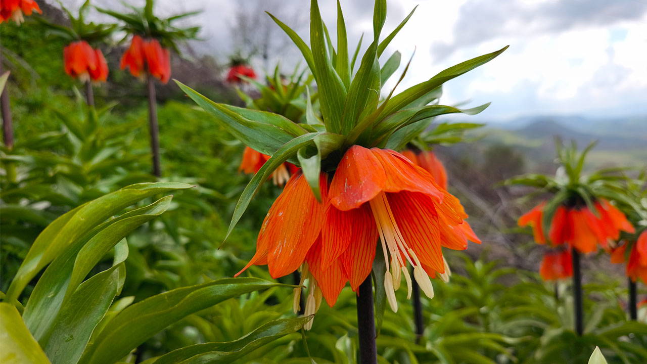 Sason’da Ters Lale Mevsimi: Koruma Cezaları 700 Bin Liraya Ulaştı!