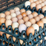 Yumurtalarda salmonella alarmi milyonlarca urun icin geri cagirma karari SOLJG9Gl